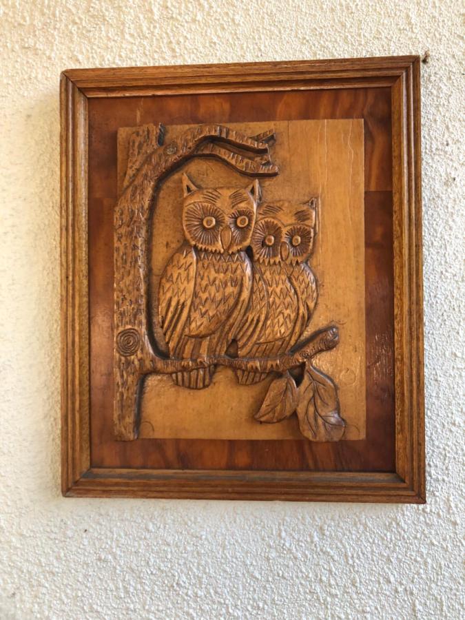 The Spotted Owl * Cidade Do Cabo