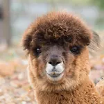 Alpaca Retreat In Crofter\'S Valley