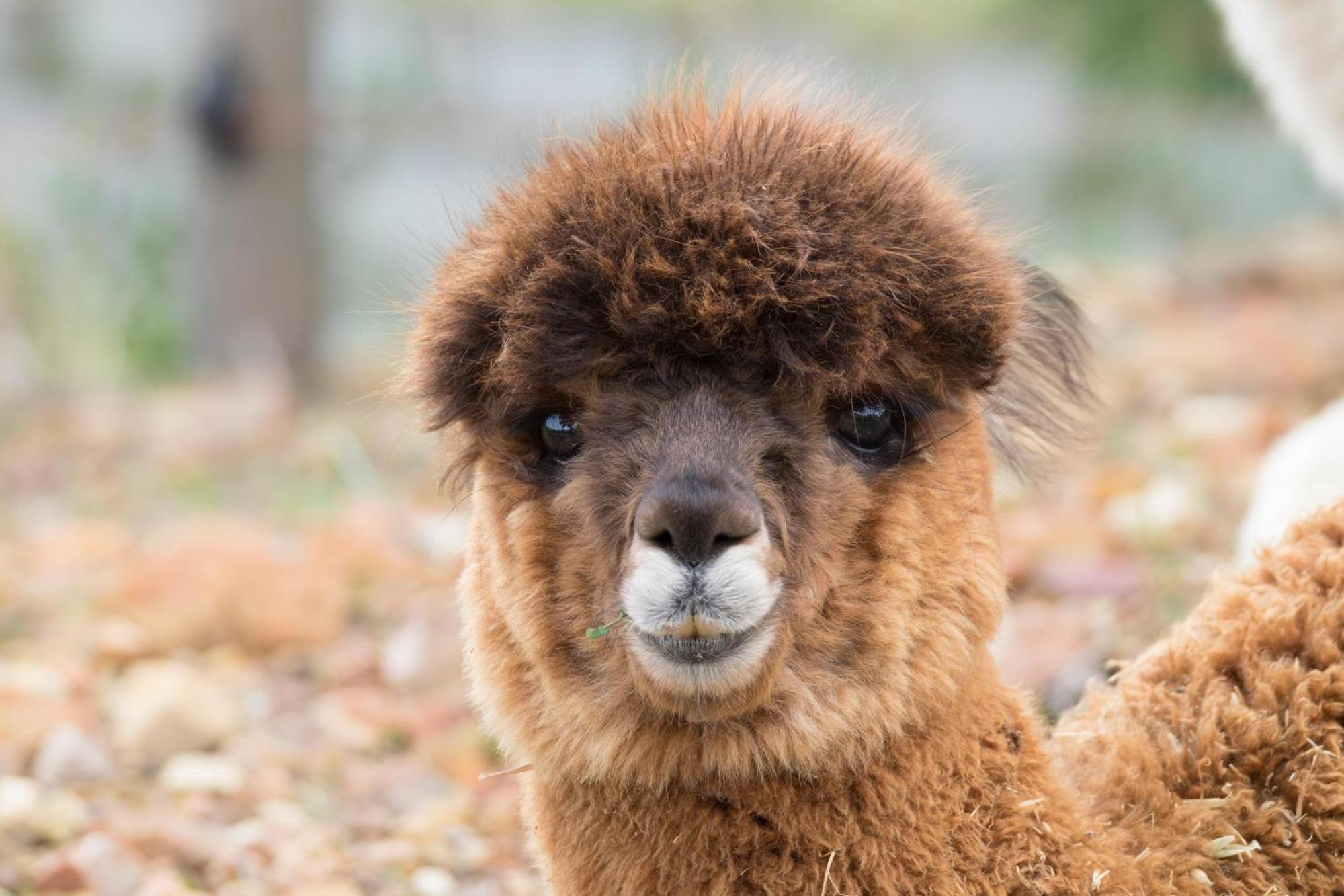 Guest house Alpaca Retreat In Crofter's Valley Cape Town