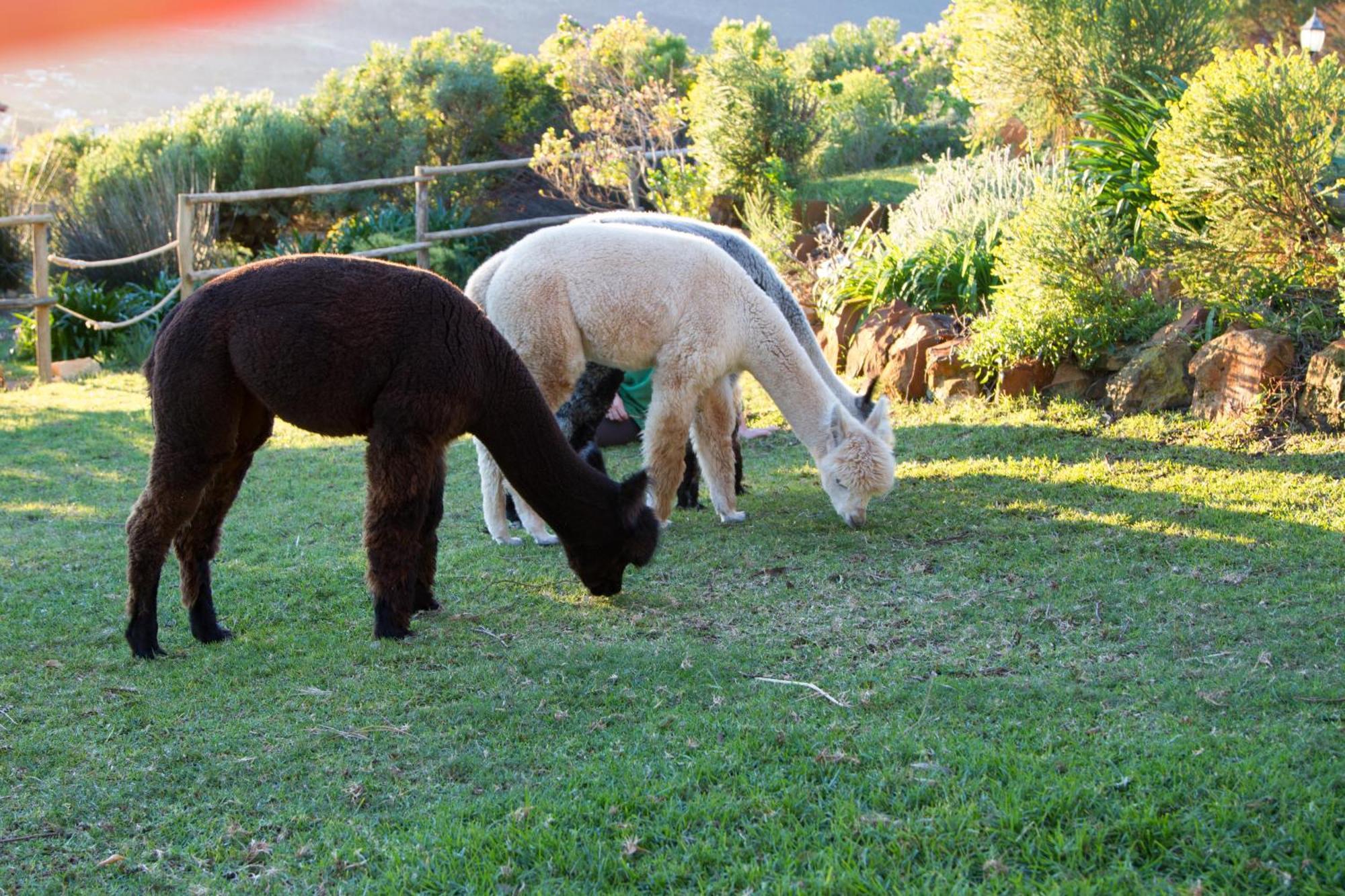 Alpaca Retreat In Crofter's Valley