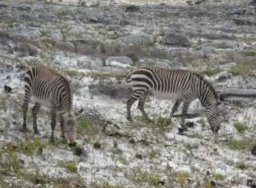 Wildlife & Ocean Retreat Cidade Do Cabo