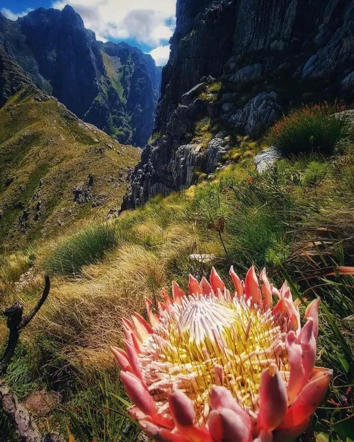 Camdene Cape Town