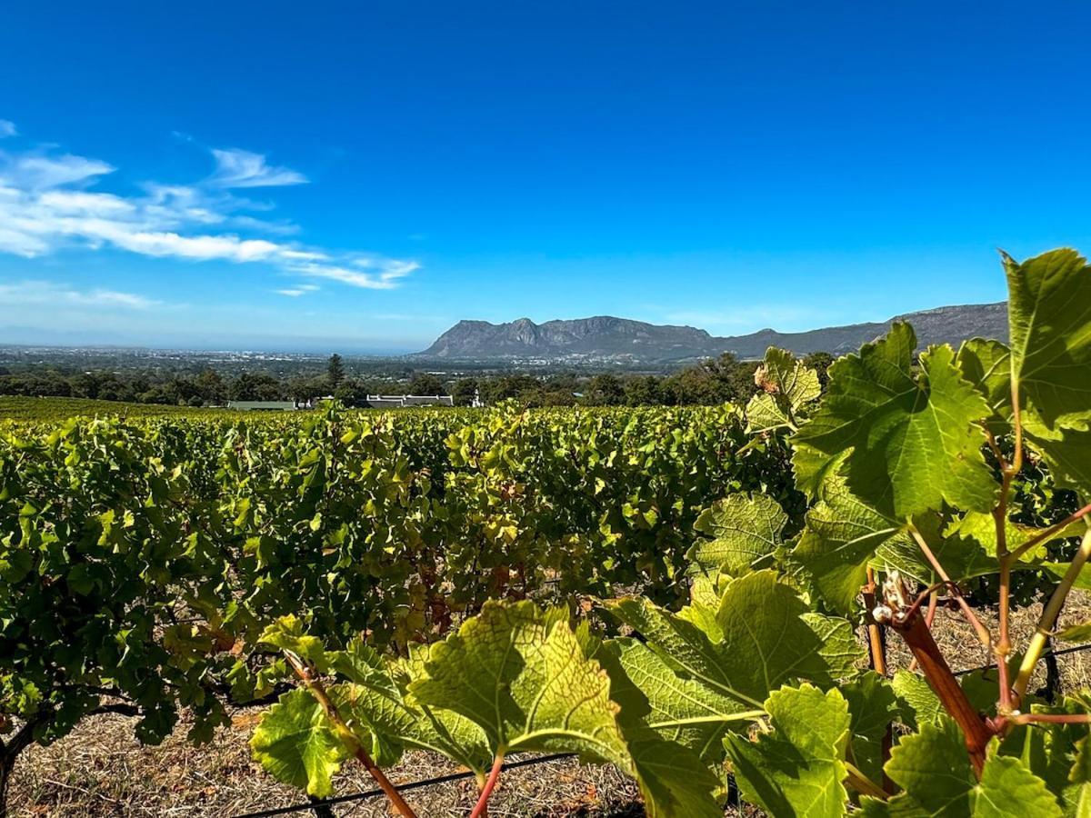 Family Friendly Vineyard Views, Pool And Beautiful Garden Holiday home *