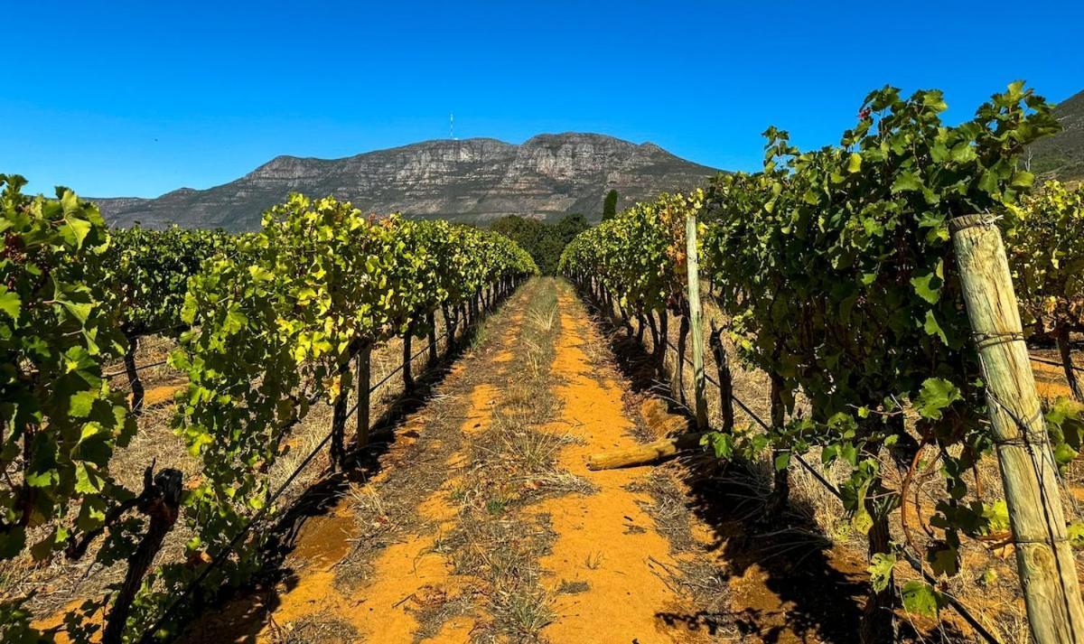Family Friendly Vineyard Views, Pool And Beautiful Garden Cape Town