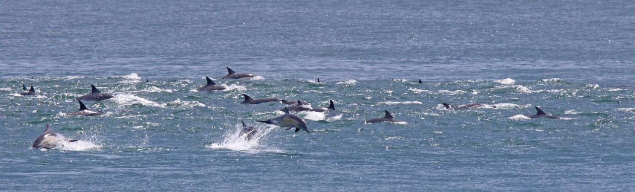 Dolphin 3*