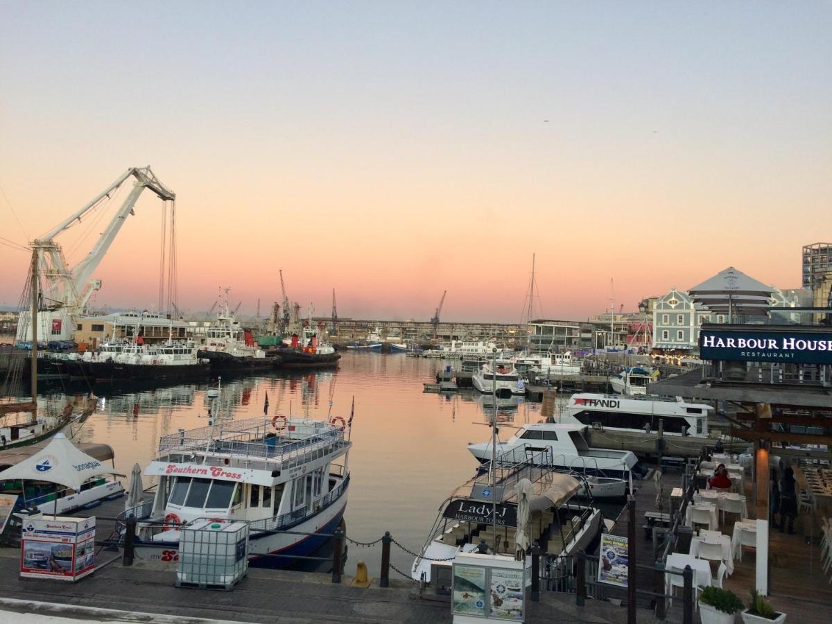 Dolphin Cape Town
