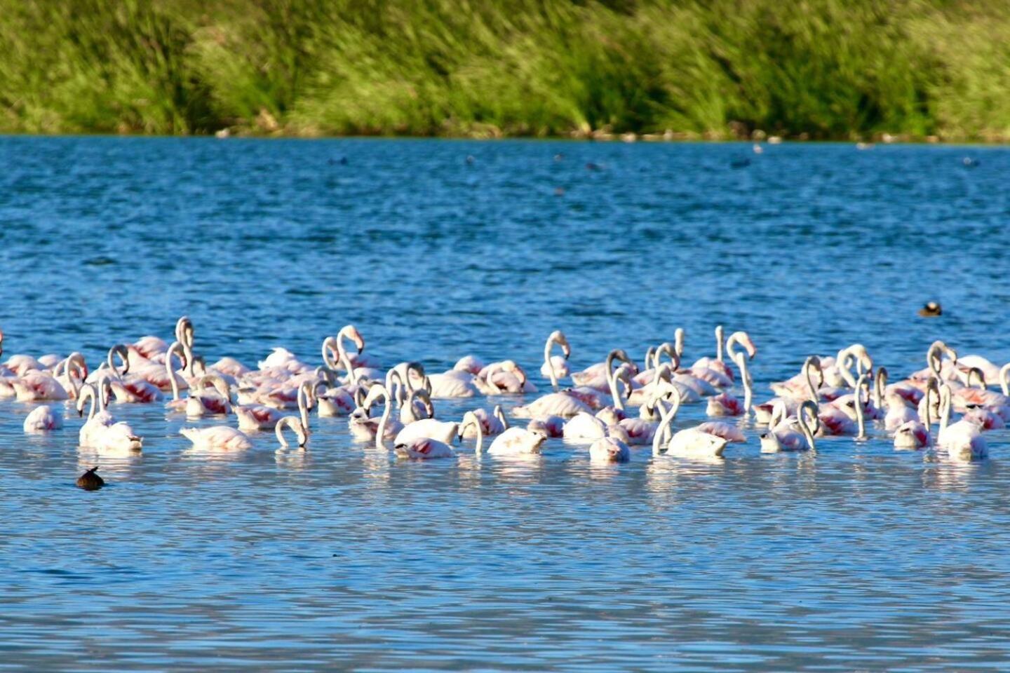 Flamingo View Apartamento